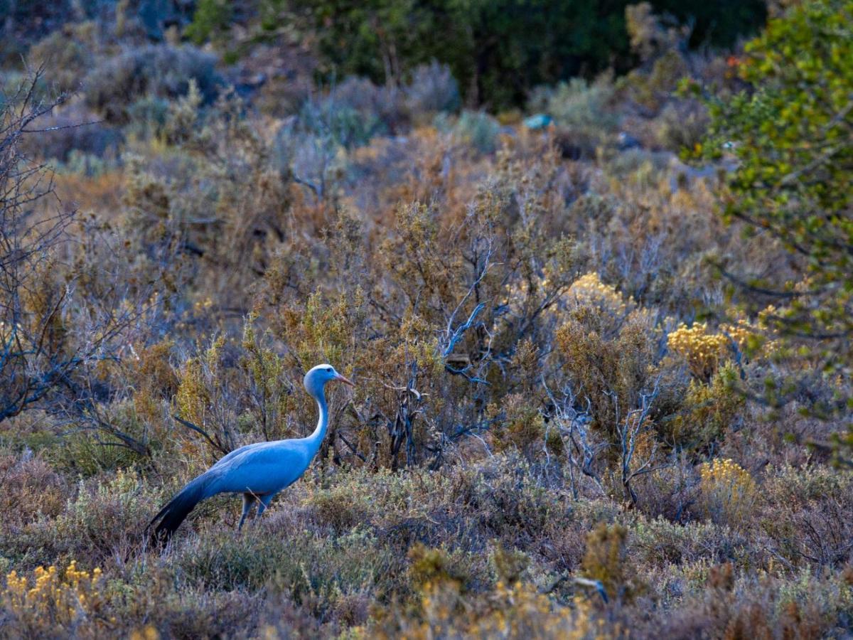 Rooiberg Wild Private Game Reserve Ladismith Ngoại thất bức ảnh