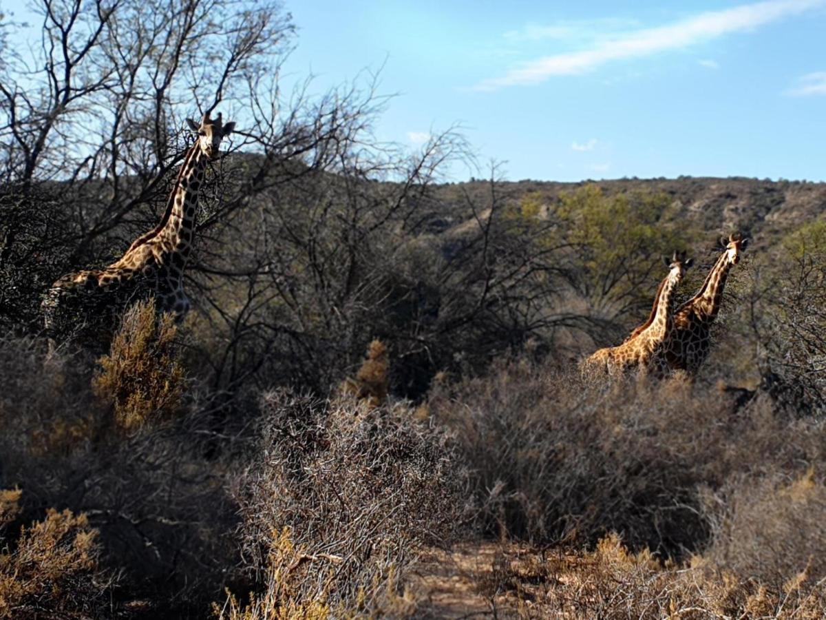 Rooiberg Wild Private Game Reserve Ladismith Ngoại thất bức ảnh