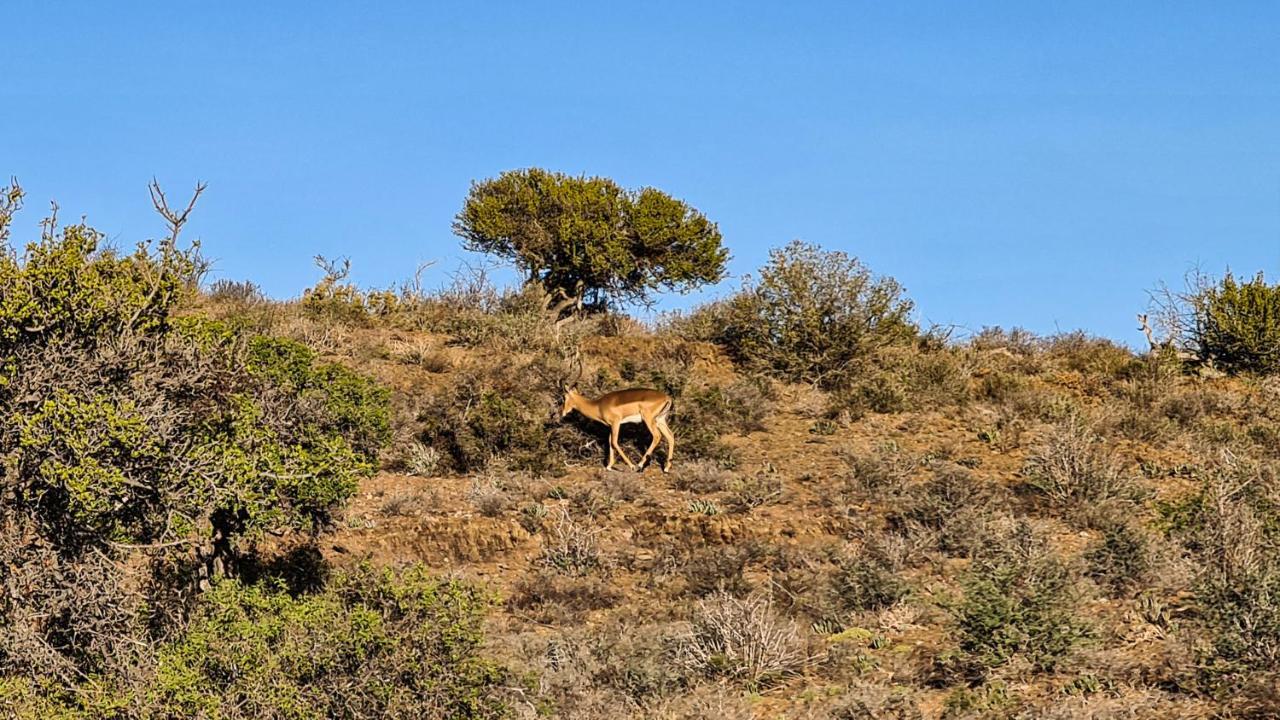 Rooiberg Wild Private Game Reserve Ladismith Ngoại thất bức ảnh
