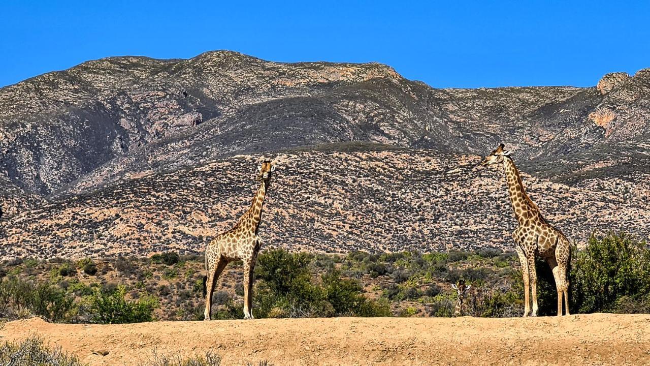 Rooiberg Wild Private Game Reserve Ladismith Ngoại thất bức ảnh