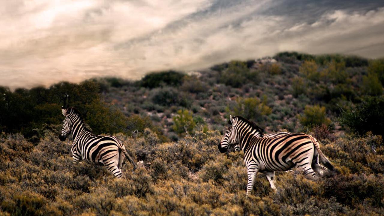 Rooiberg Wild Private Game Reserve Ladismith Ngoại thất bức ảnh